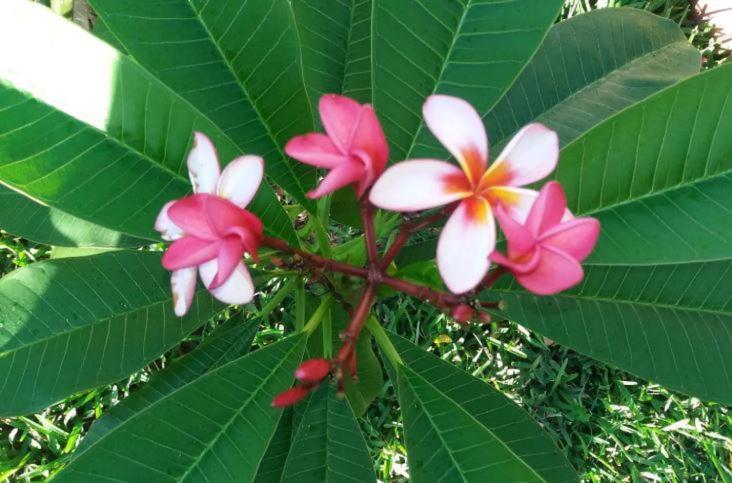 Comfy Home-Tropical Garden & 5 Min Walk To Beach Tamarin ภายนอก รูปภาพ