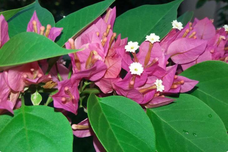 Comfy Home-Tropical Garden & 5 Min Walk To Beach Tamarin ภายนอก รูปภาพ